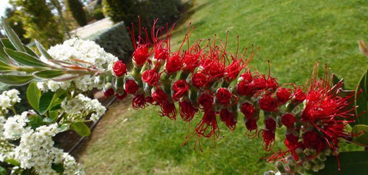 Flores de Callistemun