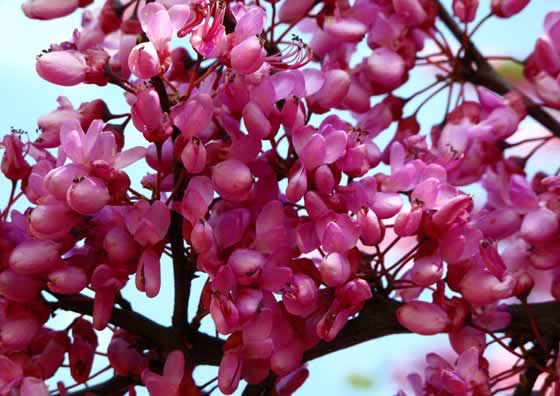 Flores de Cercis siliquastrum