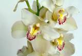 Fores de cymbidium