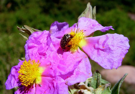 Flores de Jaras