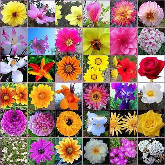 flores de Bach