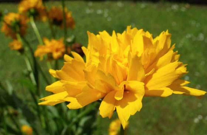 flores de Coreopsis