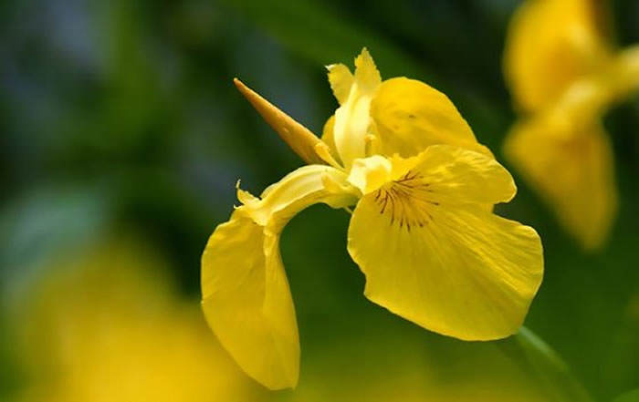 Flores de Iris pseudoacorus