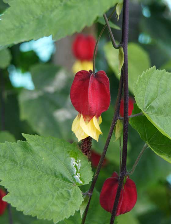 Flores de Abutilón megapotamicum o Farolillo chino