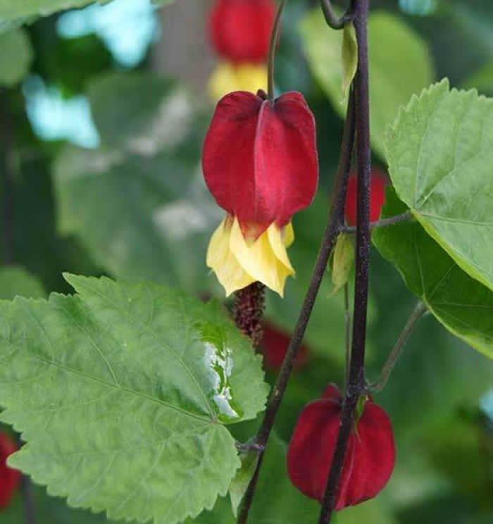 Flores de abutilon megapotamicum