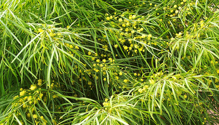 Flores de la Acacia cognata Limelight