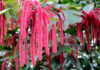 Plantas con flores de Acalypha hispida