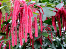 Plantas con flores de Acalypha hispida