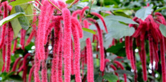 Plantas con flores de Acalypha hispida