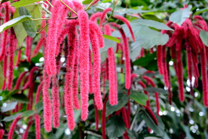 Plantas con flores de Acalypha hispida