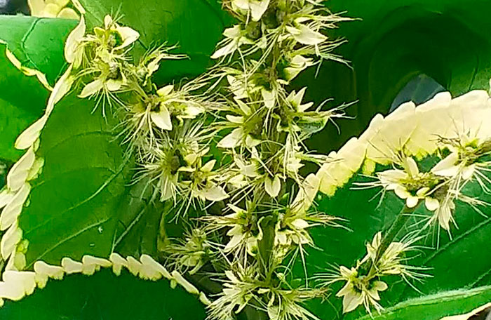Flores de Acalypha wilkesiana