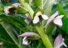 Flores de Acanthus mollis