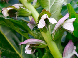 Flores de Acanthus mollis
