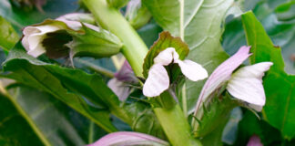 Flores de Acanthus mollis
