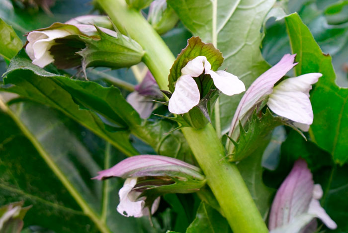 Flores de Acanthus mollis