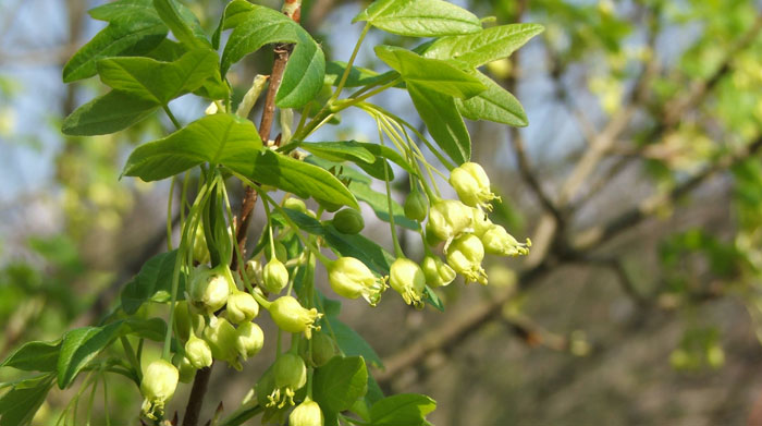 Flores de Acer monspessulanum