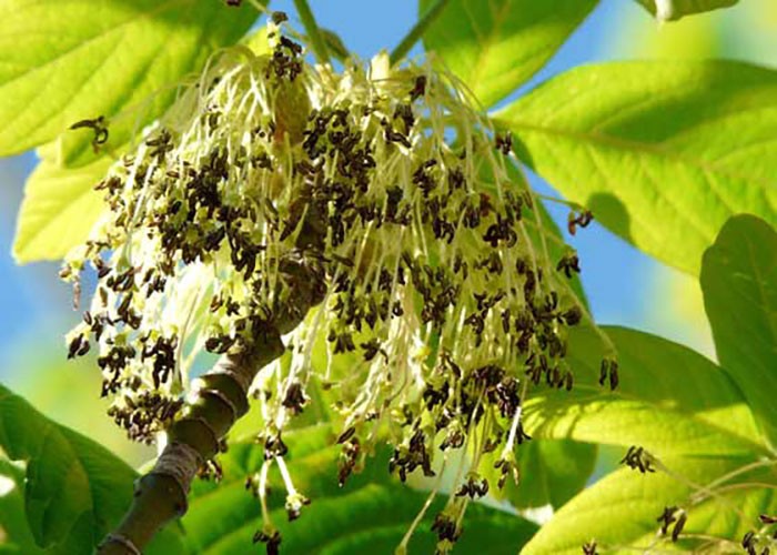 Flores de Acer negundo