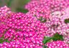 Flores Achillea millefolium