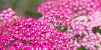 Flores Achillea millefolium