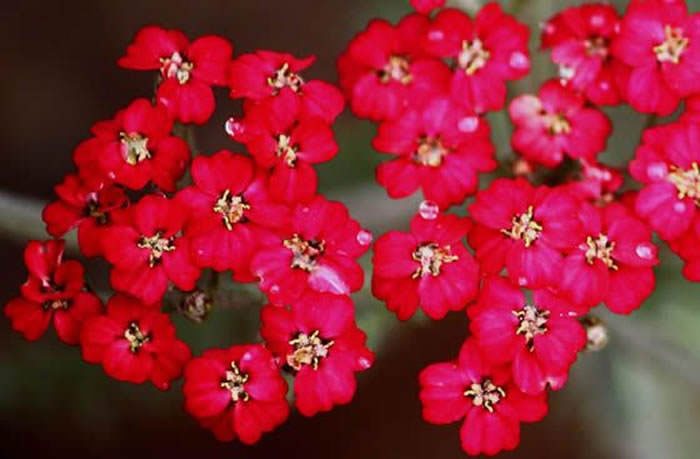 Flores Achillea millefolium