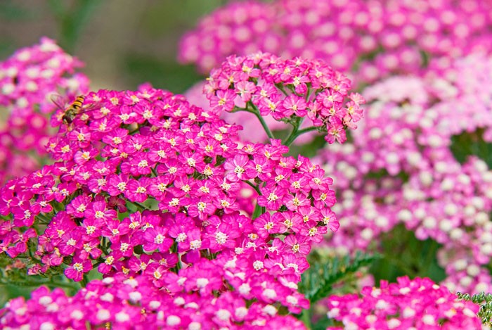 Flores Achillea millefolium