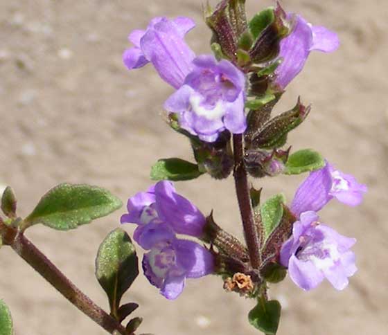 Flores de Acinos alpinus o Té de la sierra