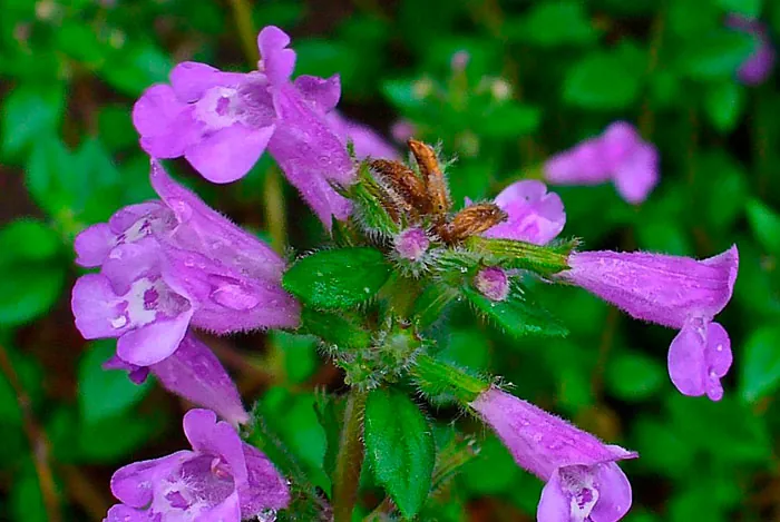 Flores de Acinos alpinus