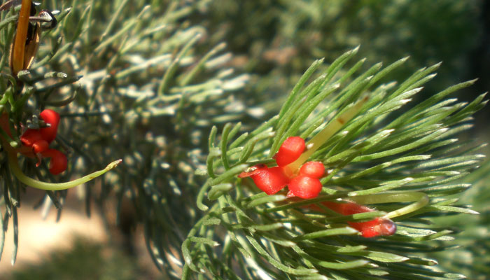 Flores de Adenanthos sericeus