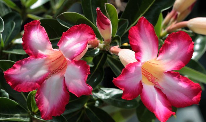 Flores de Adenium obesum