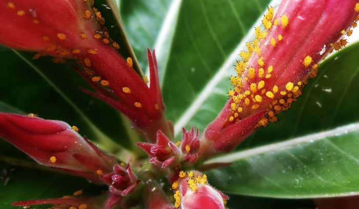 Plagas de Adenium obesum