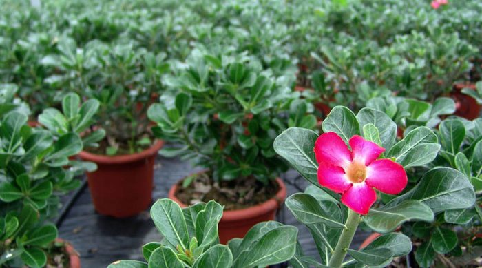 Flores de Adenium obesum