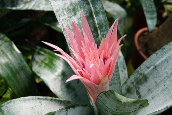 Flores de Planta de Aechmea fasciata