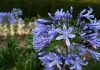Flores Agapanthus africanus