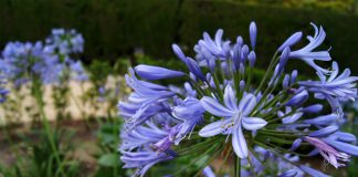 Flores Agapanthus africanus