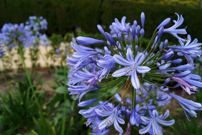 cobija prioridad orden Agapanthus africanus, el Lirio del Nilo | Revista de Flores, Plantas,  Jardinería, Paisajismo y Medio ambiente