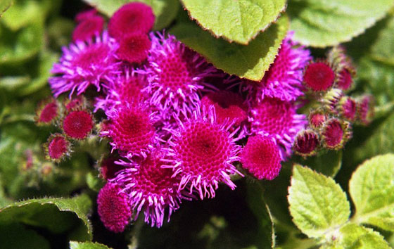 Flores de Ageratum