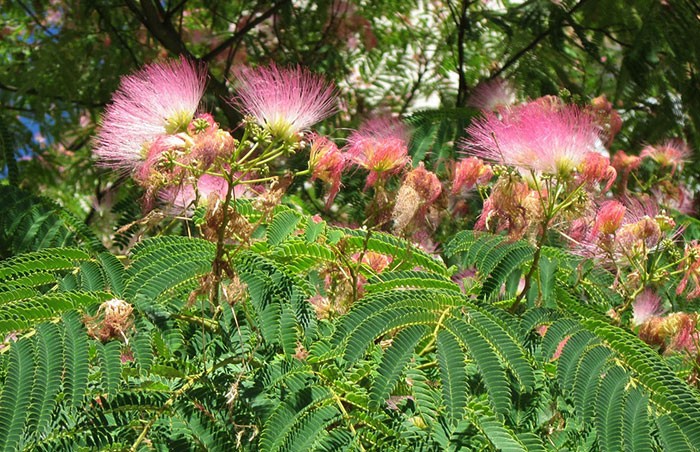 Flores de Albizia