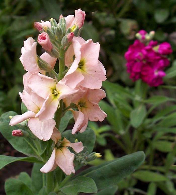 Flores de Alhelí