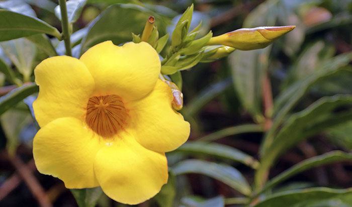 Flores de Allamanda cathartica