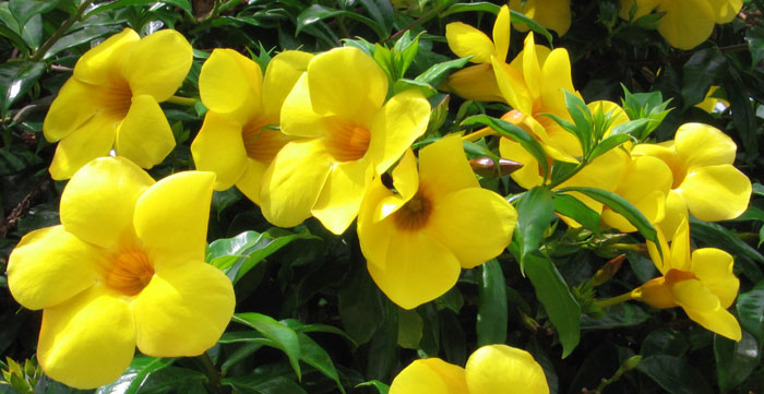 Flores de Allamanda cathartica