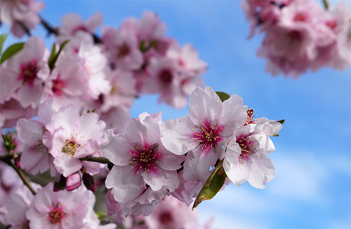 Flores de almendro