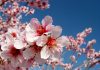Flores de almendro