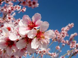 Flores de almendro