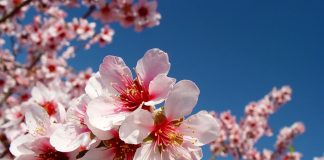 Flores de almendro