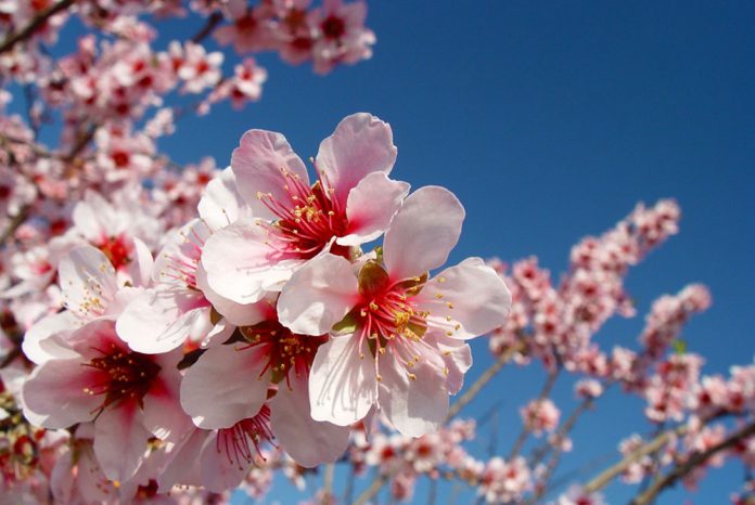 Flores de almendro