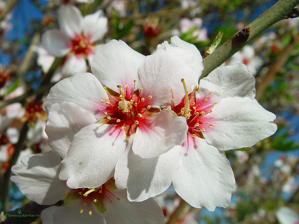 flores-de-almendro-1024x768