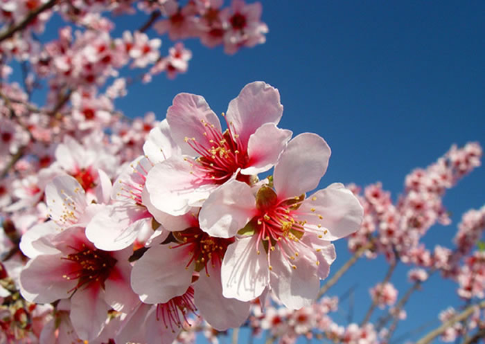 Frutales en maceta | Revista de Flores, Plantas, Jardinería, Paisajismo y  Medio ambiente