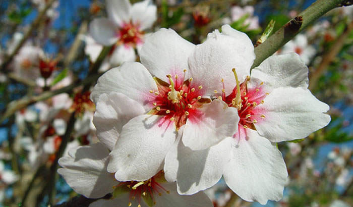 Flores de almendros