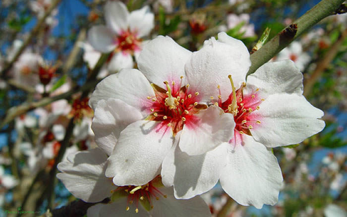 flores de almendro b