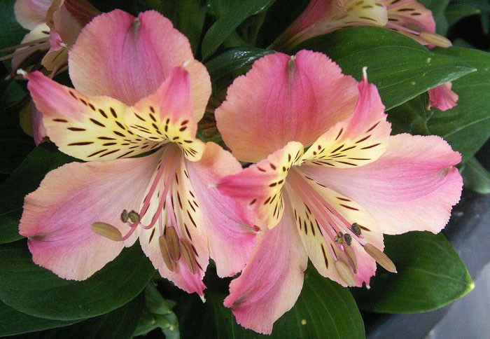 Flores de Alstroemeria aurantiaca